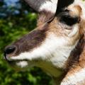 Pronghorn closeup Pronghorn closeup